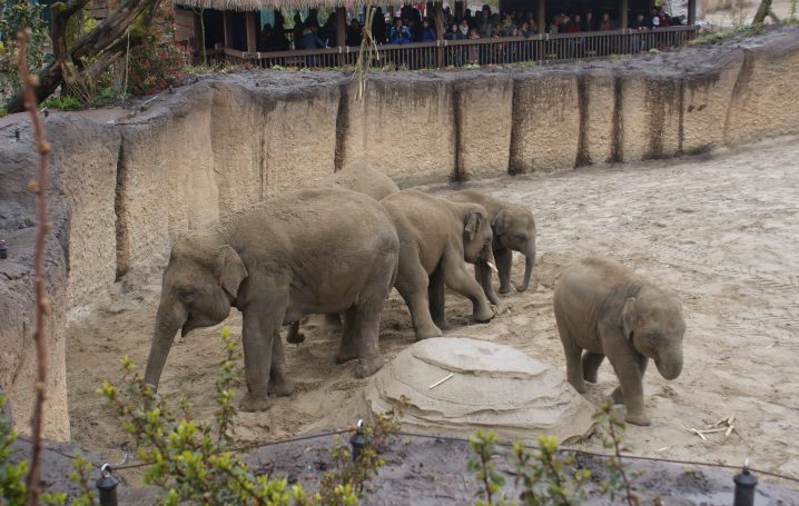 Wildlands Adventure Emmen